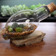 lightbulb terrarium