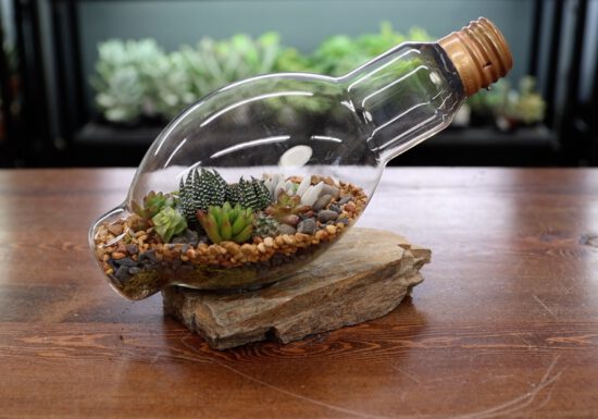 lightbulb terrarium