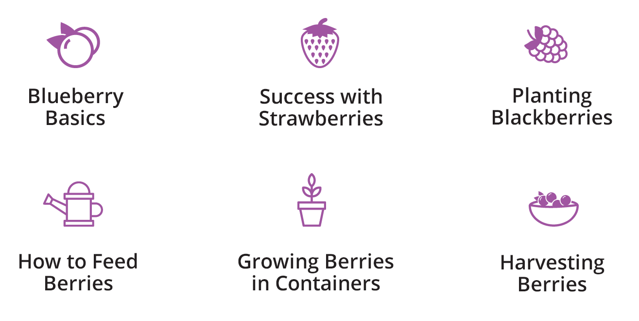 Organic Berries Guide Espoma