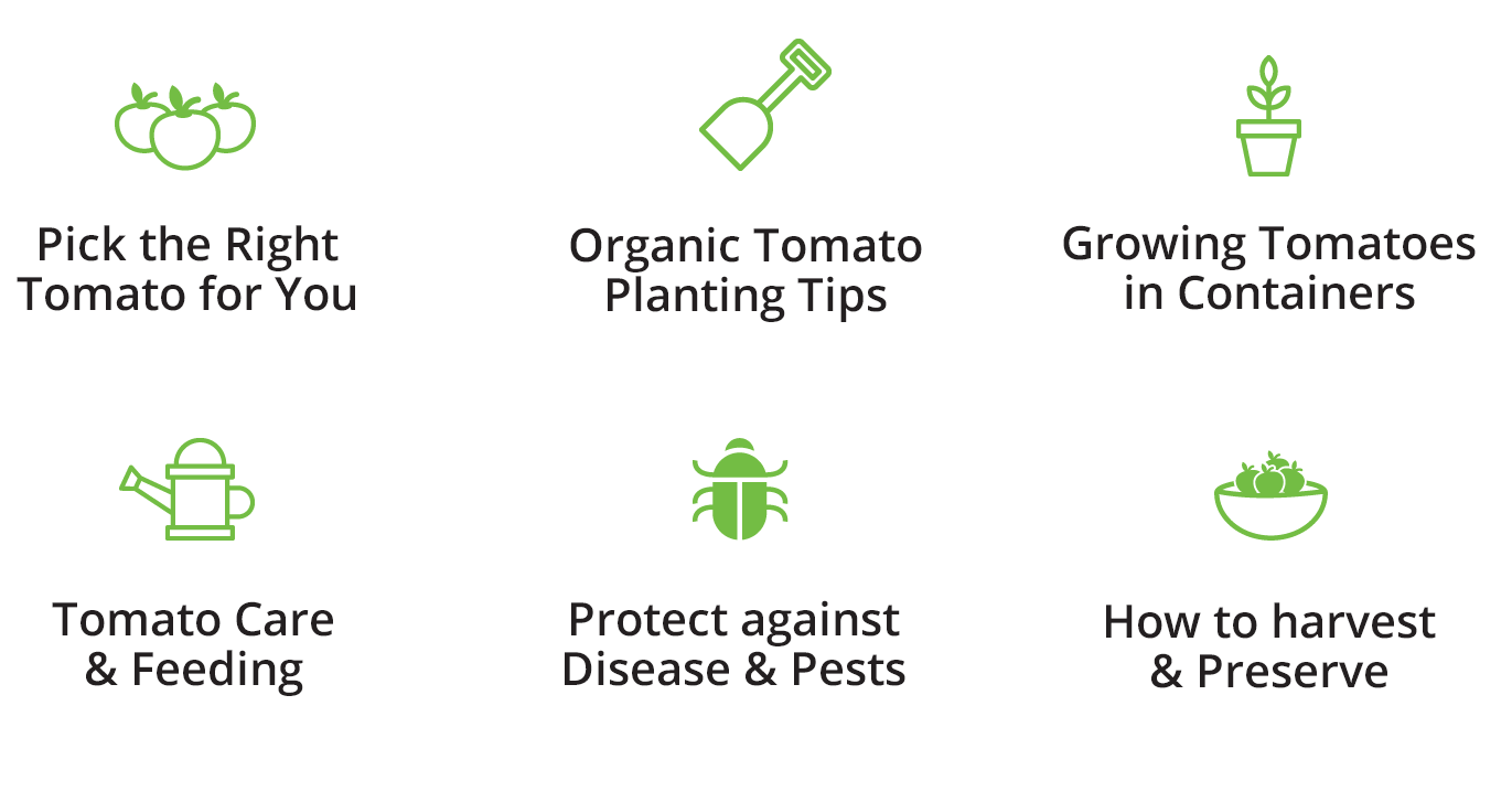Growing Tomatoes Guide Espoma