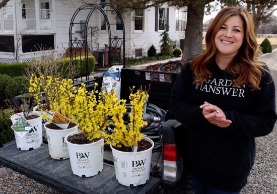 Spring shrubs