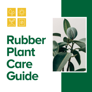 Rubber Plant Care Guide