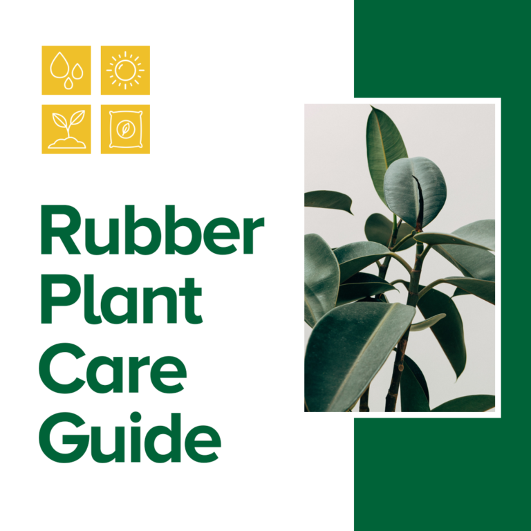 Rubber Plant Care and FAQs Espoma