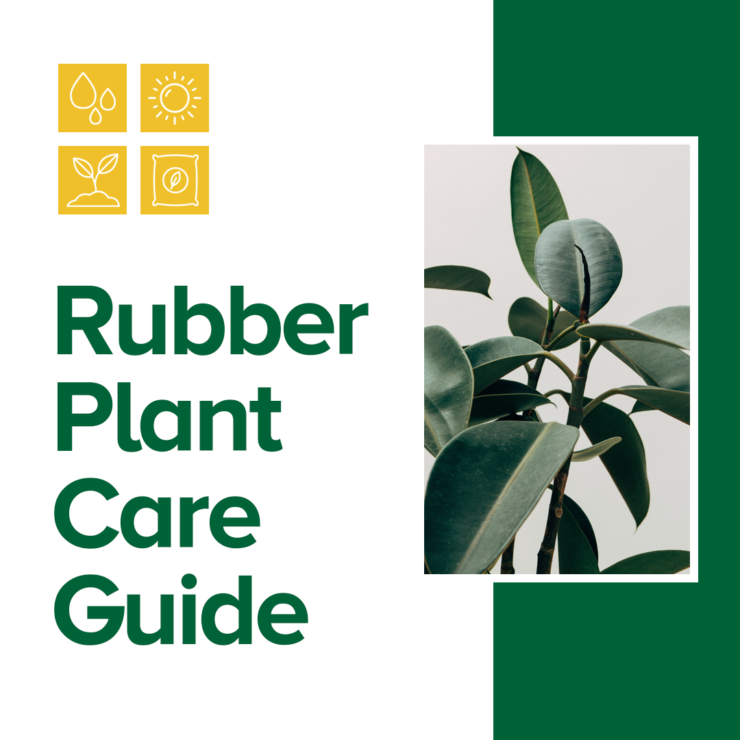 Rubber Plant Care and FAQs