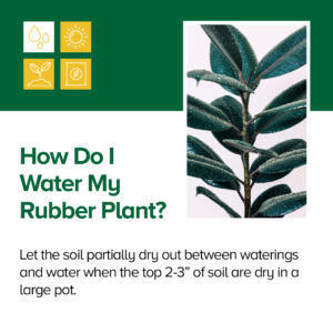 How to water rubber plant
