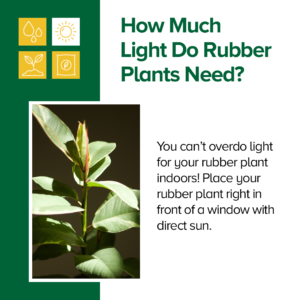 How Much Light for Rubber Plant
