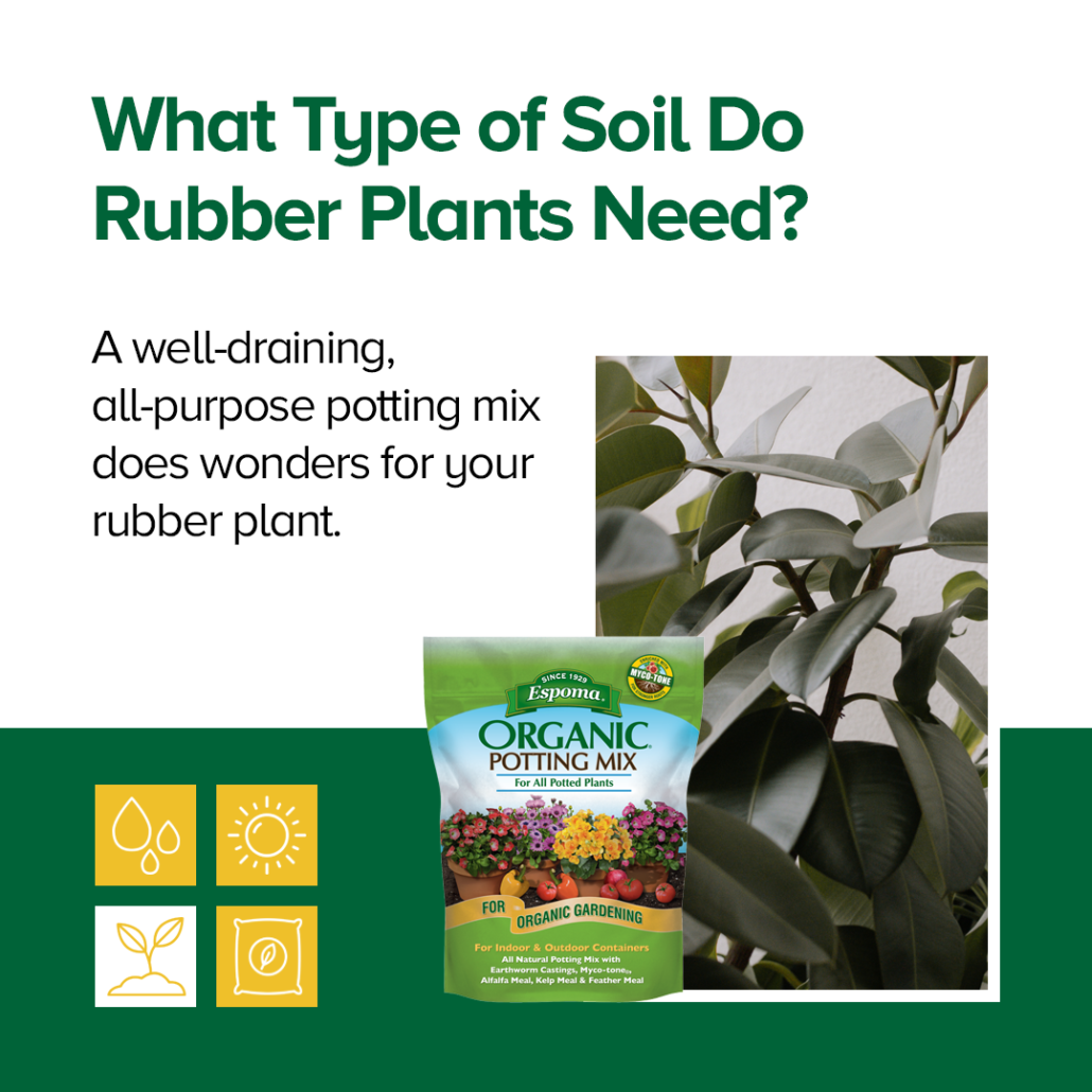Rubber Plant Care and FAQs Espoma