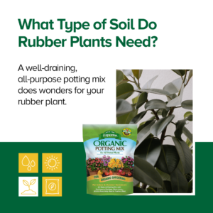 What Type of Soil for Rubber Plant