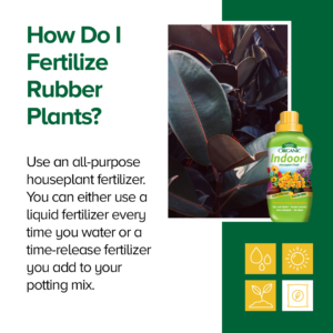 How to fertilize rubber plants