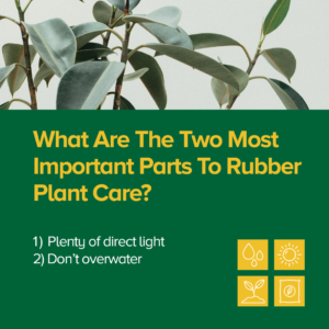 Rubber Plants Most Important Tips