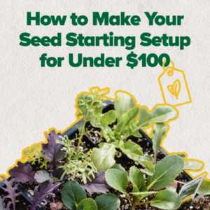 Seed starting setup