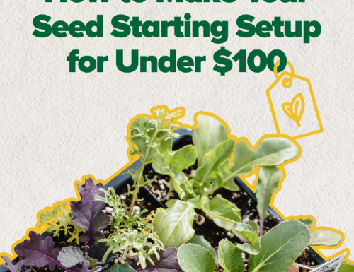 Seed Starting Setup under $100, greens