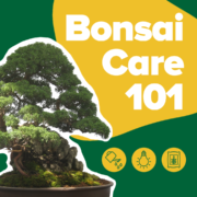 Picture of Bonsai tree