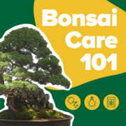 Picture of Bonsai tree, bonsai care 101