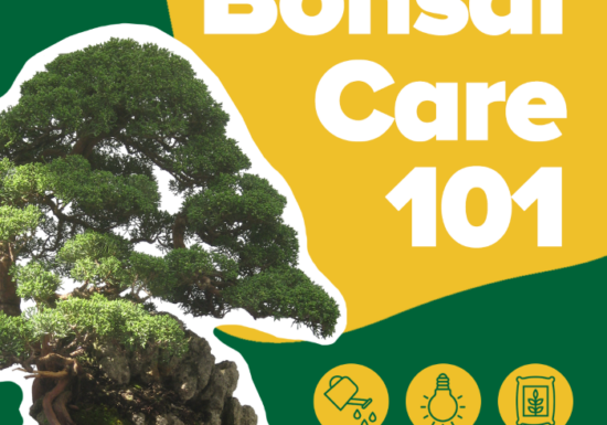 Picture of Bonsai tree, bonsai care 101