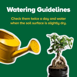 Bonsai Watering Guidelines