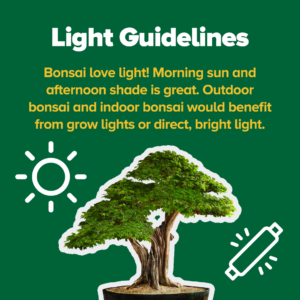 Bonsai Light Guidelines