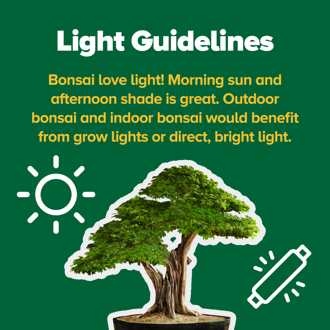 Best grow light for bonsai discount