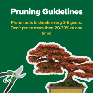 Bonsai Pruning Guidelines