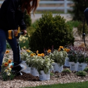 Planting perennials