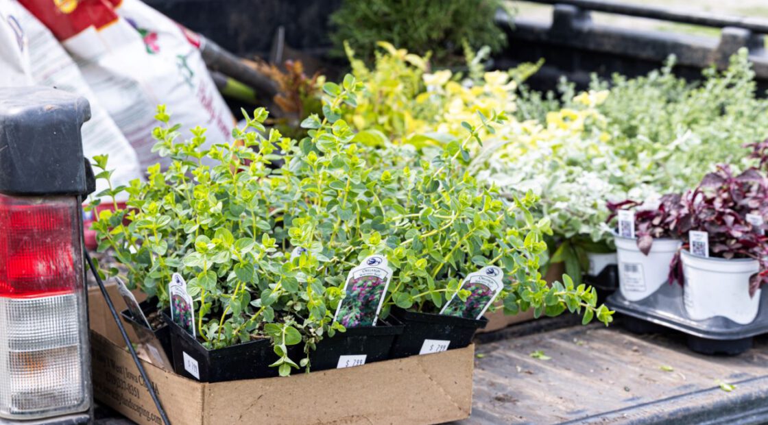 Spring plant haul, organic