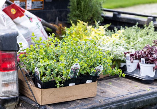 Spring plant haul, organic