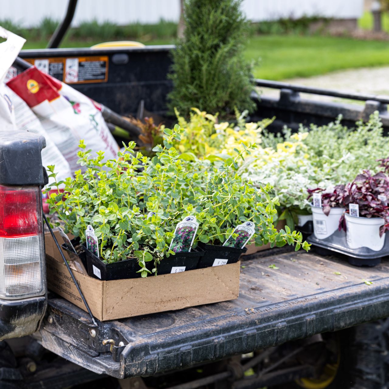 Kaleb Wyse: My Annual Plant Haul