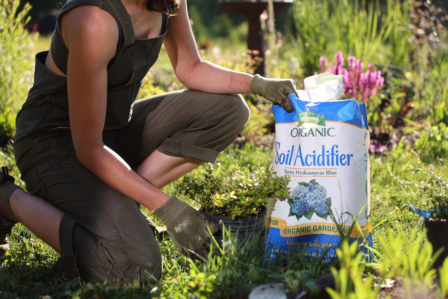 Espoma Organic Soil Acidifier Turns Hydrangeas Blue Espoma Organic