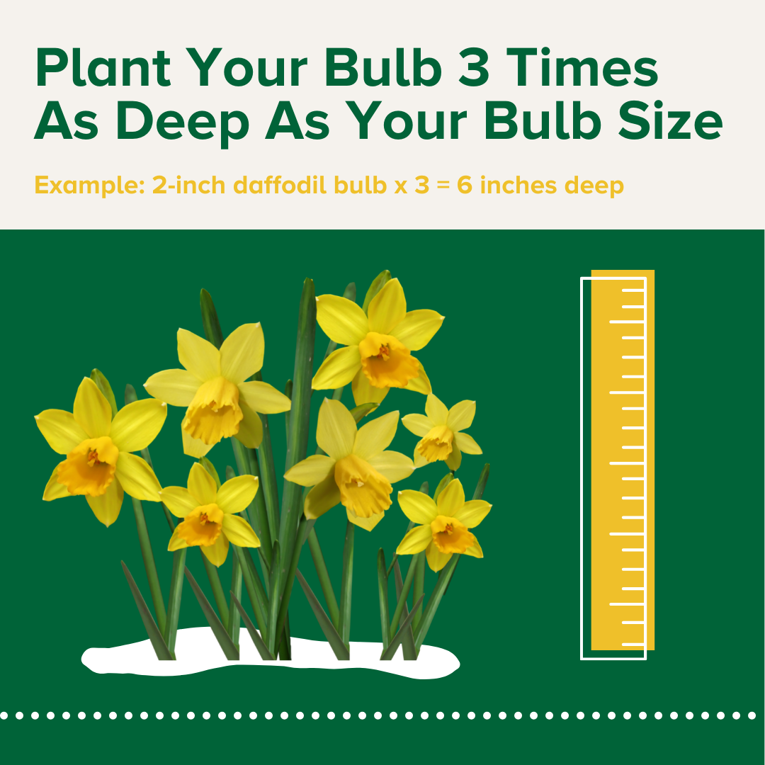 How to Plant _ Fertilize Bulbs (2) Espoma