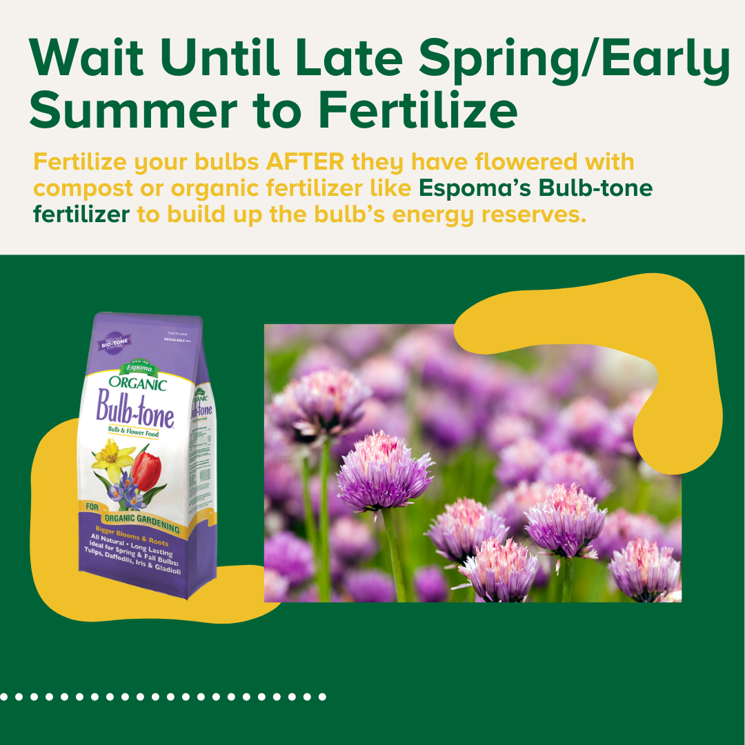 How to Plant _ Fertilize Bulbs (4) Espoma