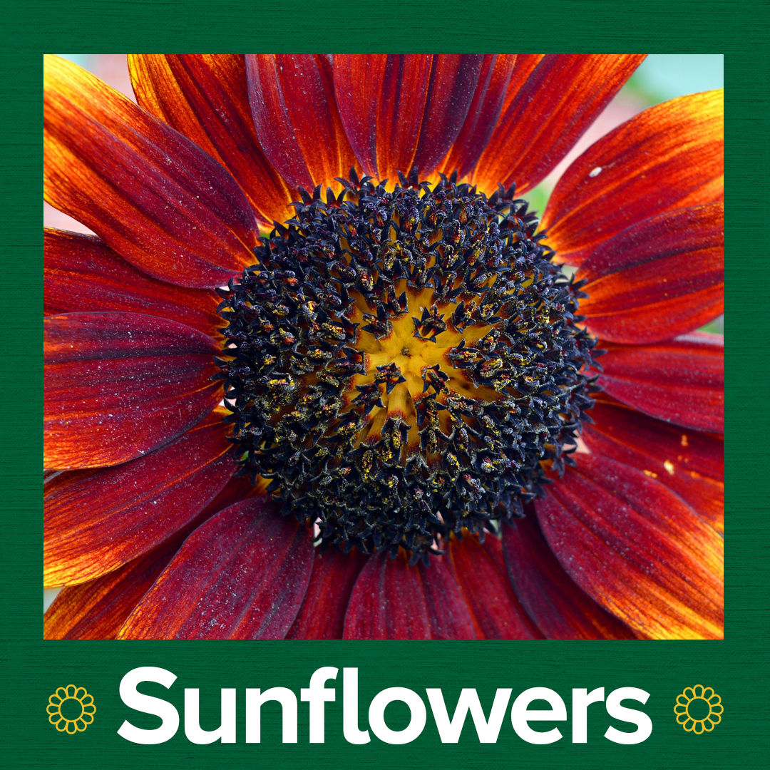 Beginners Guide To Growing Cut Flowers Espoma Organic beginners-guide-to-growing-cut-flowers-espoma-organic