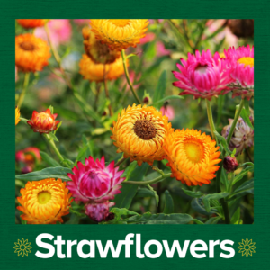 How to Grow Strawflowers For Your Cut Flower Garden From Seed