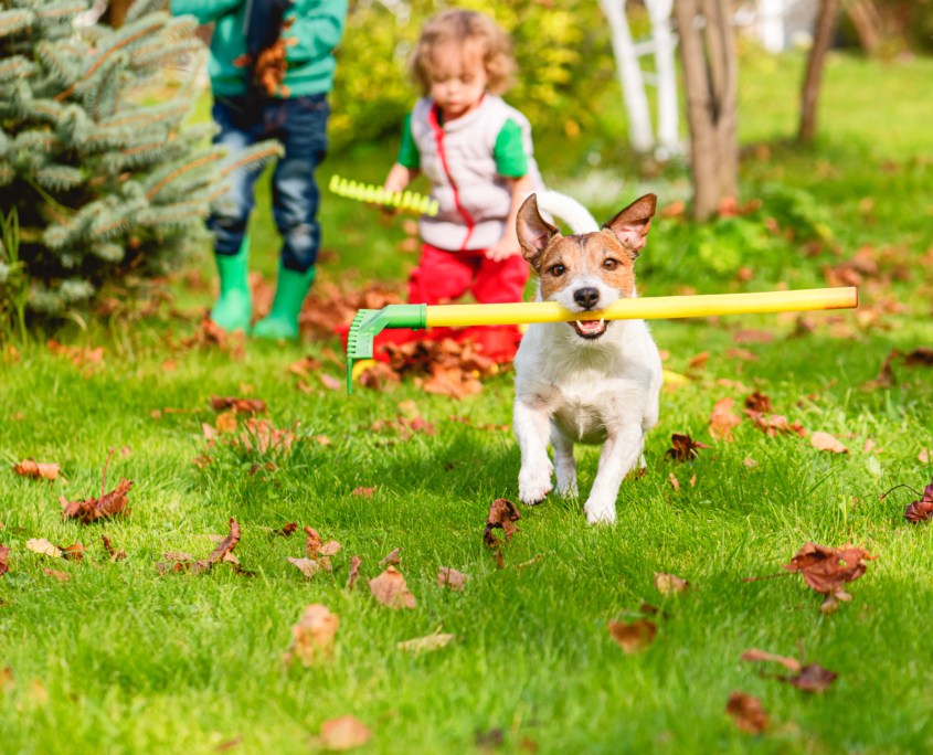 Seven Steps for a Fantastic Fall Garden Espoma