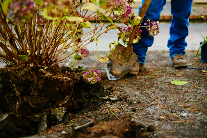 Man,Digging,And,Transplating,Flowers