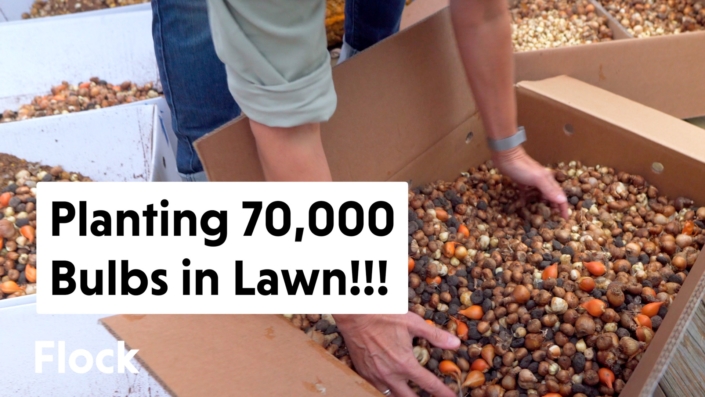 059 – Bulbs in Lawn 2