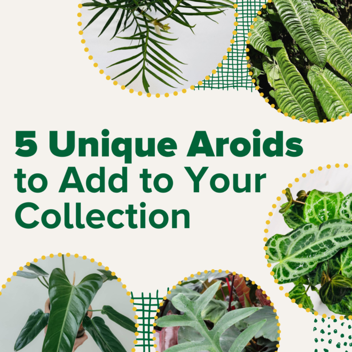 Unique Aroids 1