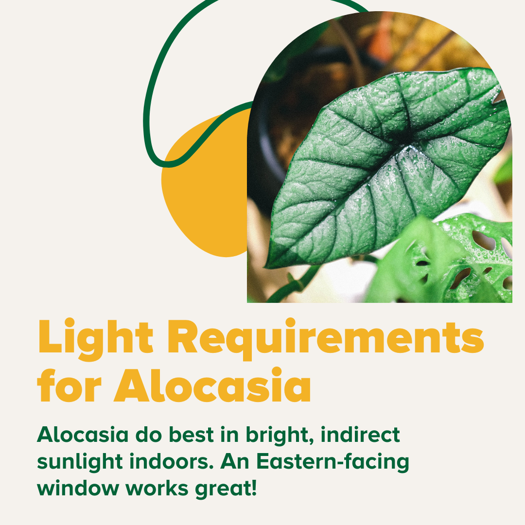 BAGR 117 Blog Alocasia Care 101 Espoma