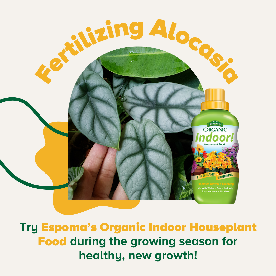 BAGR 117 Blog Alocasia Care 101 Espoma
