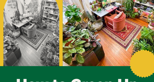 how to green up your living space