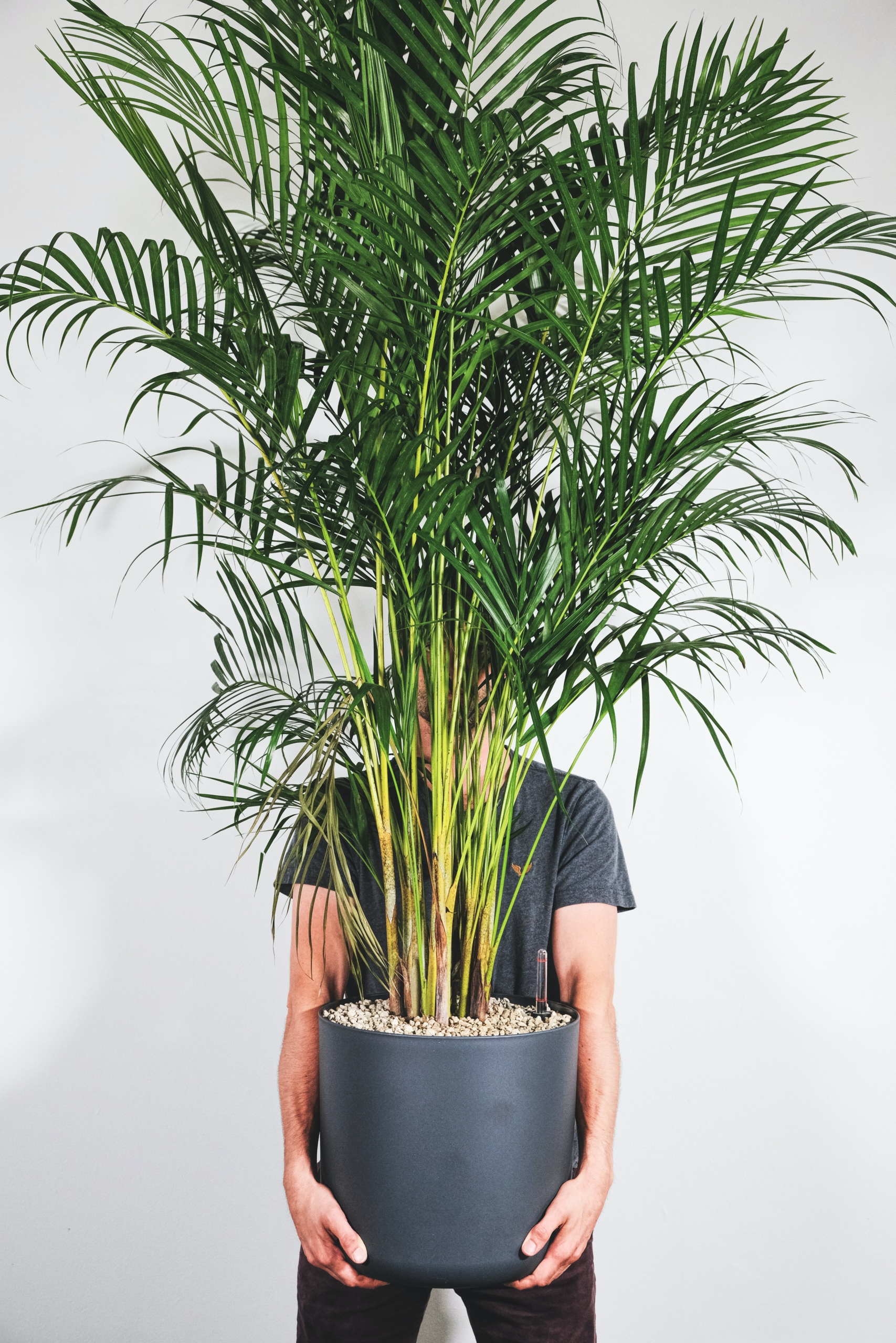 Espoma | BAGR 125 Blog: Palm Care 101
