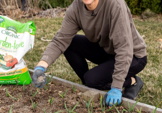 Espoma Organic Garlic Tone, planting garlic
