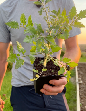 Kaleb Wyse with young Tomato Plant
