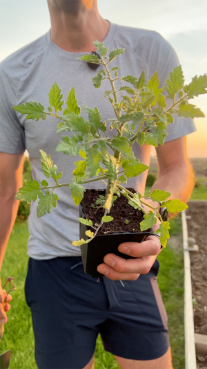 Kaleb Wyse with young Tomato Plant