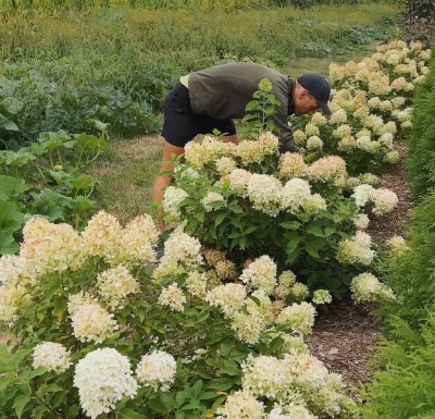 Kaleb Wyse tending to Hydrangeas