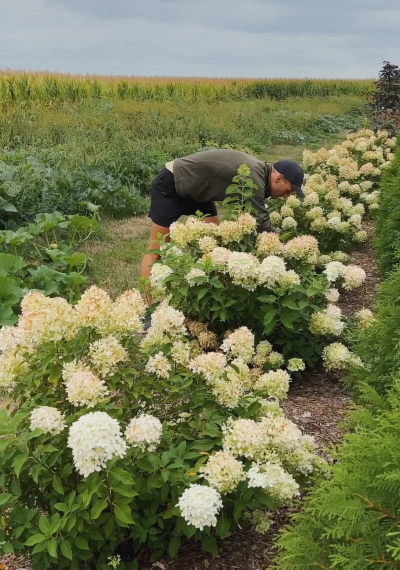 Kaleb Wyse tending to Hydrangeas