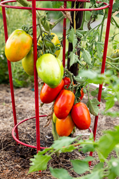 Pruning Tomatoes-1