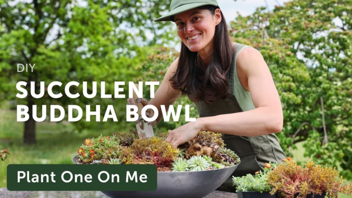 Succulent Buddha Bowl