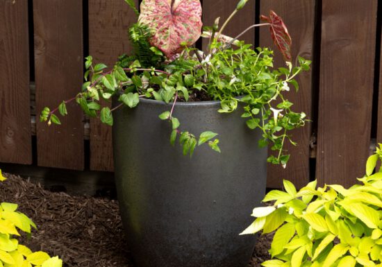 Pink perennials in pot