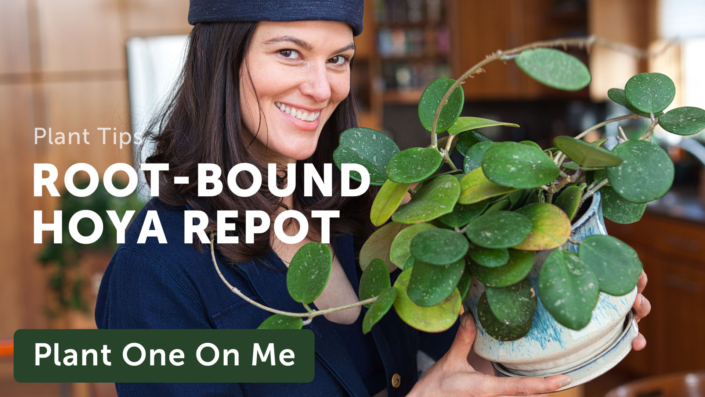 Ep-253—Root-bound-Hoya-Repot—2