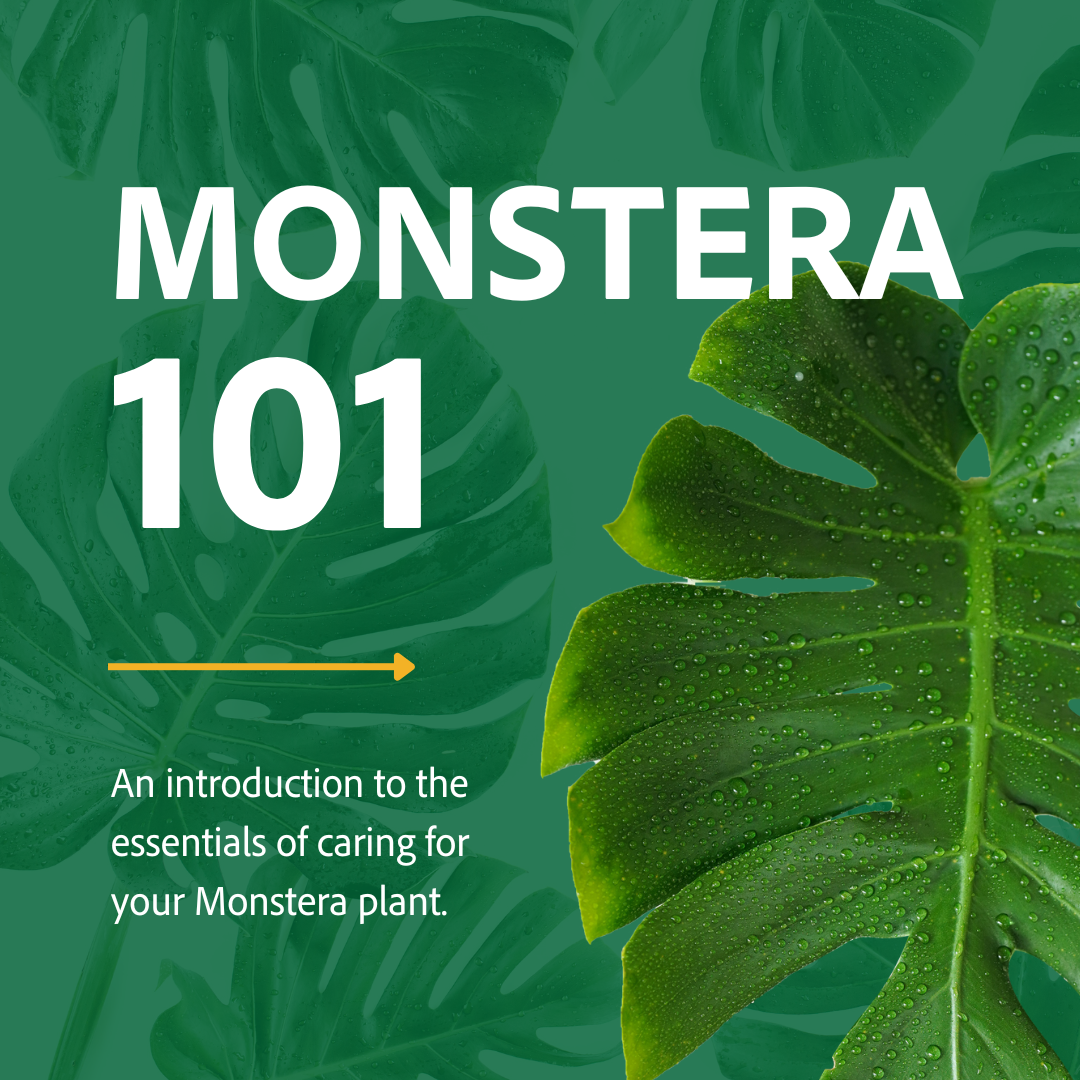 monstera moss pole Self-Watering Moss Pole Alternative main image 0